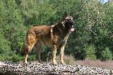 BERGER BELGE MALINOIS